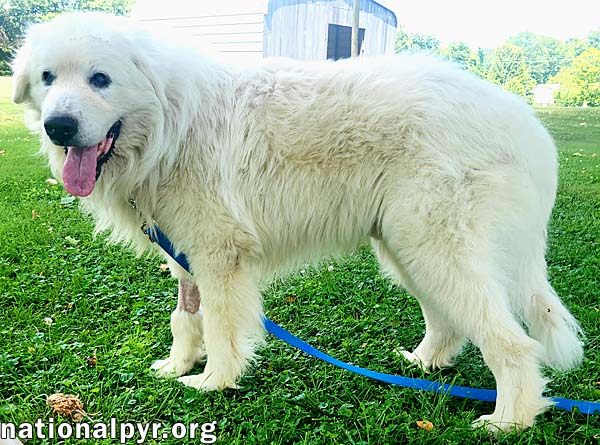 Samson in KY - Adores Pets & Rubs!
