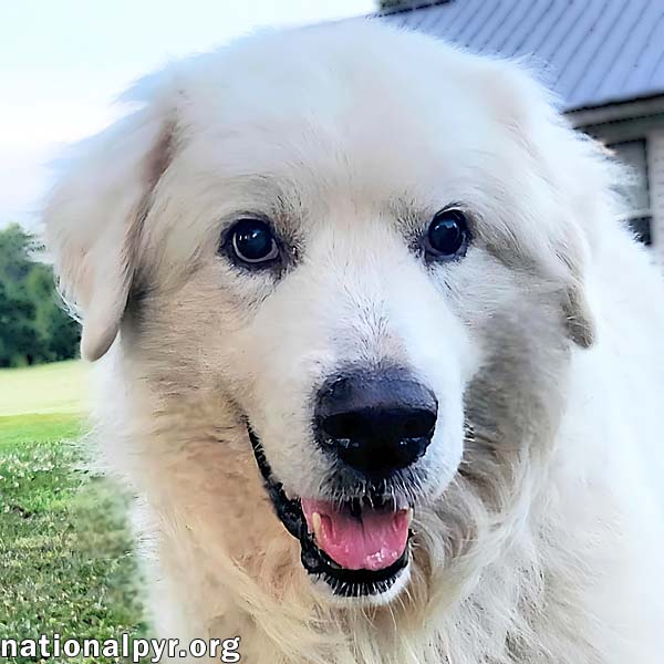 Samson in KY - Adores Pets & Rubs!