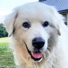 Samson in KY - Adores Pets & Rubs! - Photo 1