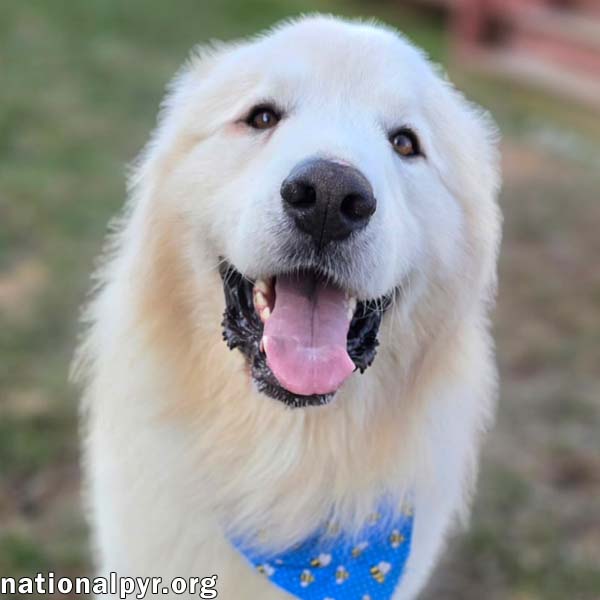 Polar Bear in MD - World's Happiest Smile! Image