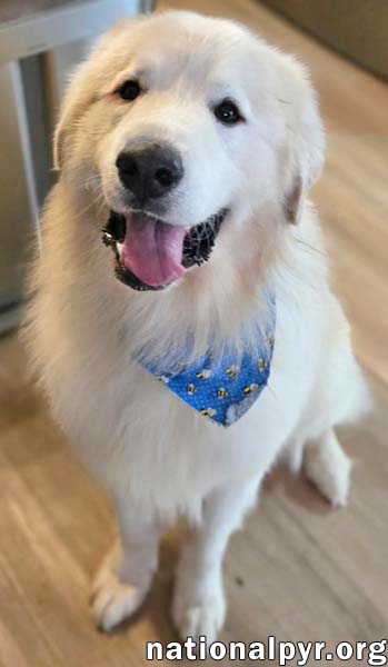Polar Bear in MD - World's Happiest Smile! — thumbnail 5