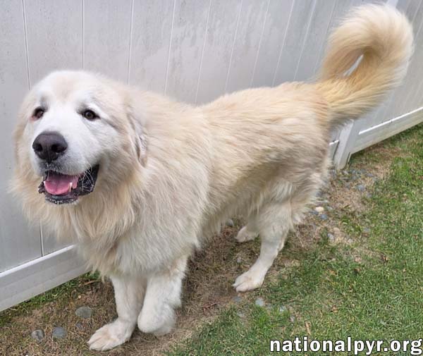 Polar Bear in MD - World's Happiest Smile!