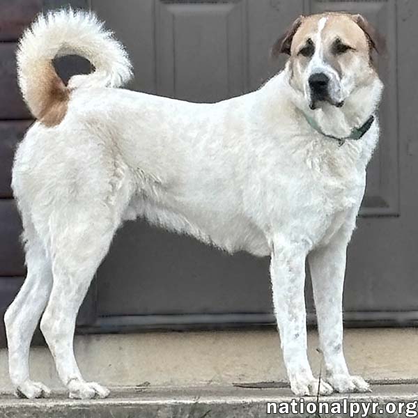 Buster in VA - Energetic Love-Bug!