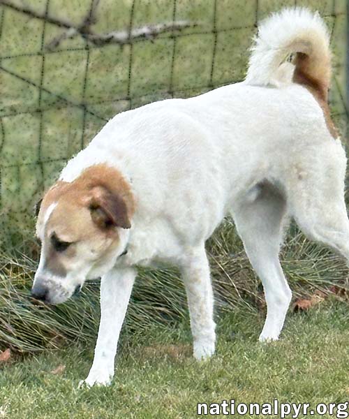 Buster in CT - Energetic Love-Bug!