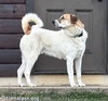 Buster in VA - Energetic Love-Bug! - Photo 3