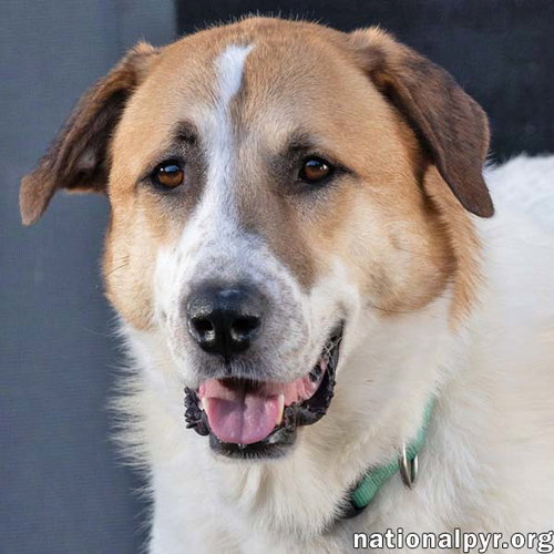 Buster in CT - Energetic Love-Bug!, a dog for adoption from National Great Pyrenees Rescue