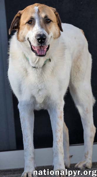 Photo 2 of Buster in CT - Energetic Love-Bug!