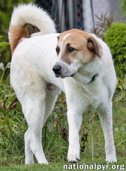 Photo 3 of Buster in CT - Energetic Love-Bug!