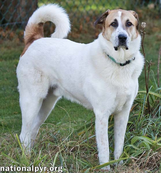 Buster in CT - Energetic Love-Bug!, photo 2