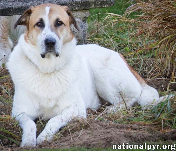 Buster in CT - Energetic Love-Bug!, photo 3
