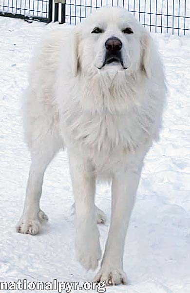ChaCha in IN - Gentle & Kind To All Animals!