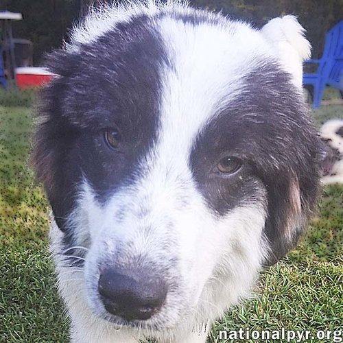 picture of the dog needing adoption