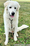 Appa in KY - Loves Car Rides! - Photo 3