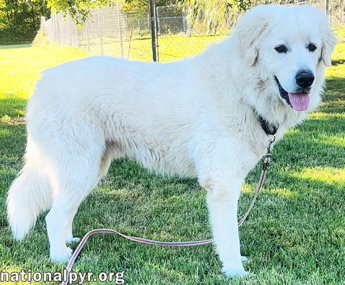 APPA IN KY - LOVES CAR RIDES! - Great Pyrenees available for adoption