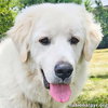 Appa in KY - Loves Car Rides! - Photo 1