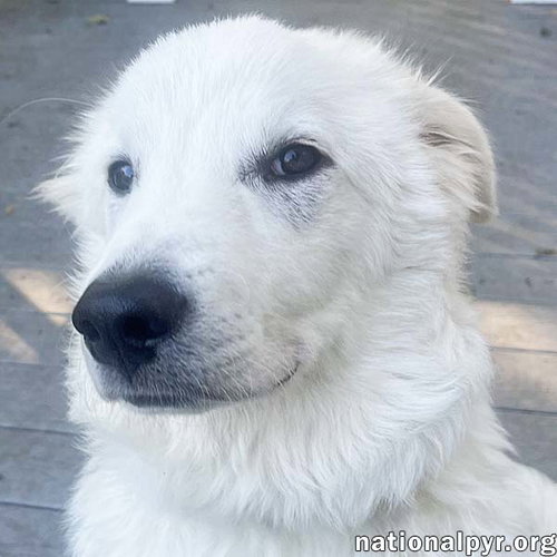picture of the dog needing adoption