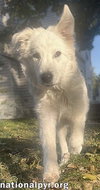 Bolt in PA - Smart, Playful & Energetic Pup! - Photo 2