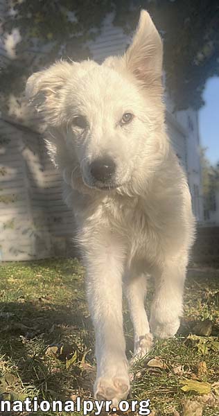 BOLT IN PA - SMART, PLAYFUL & ENERGETIC PUP! - Great Pyrenees available for adoption
