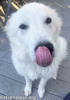 Bolt in PA - Smart, Playful & Energetic Pup! - Photo 3