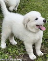 Connecticut Dog Foster Homes Needed! - Photo 3