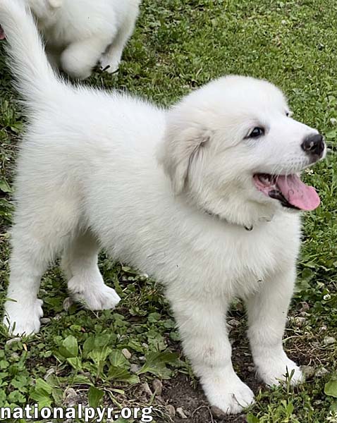 Connecticut Dog Foster Homes Needed!