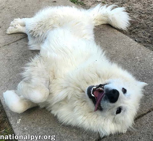 CONNECTICUT DOG FOSTER HOMES NEEDED! - Great Pyrenees available for adoption