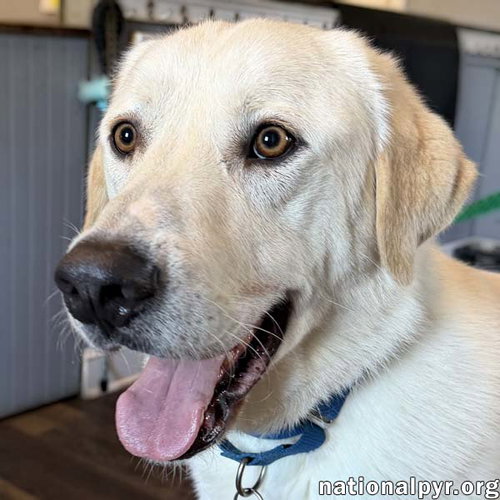 Zeus in CT - Excellent Walking On Leash!, an adoptable Great Pyrenees in Beacon, NY