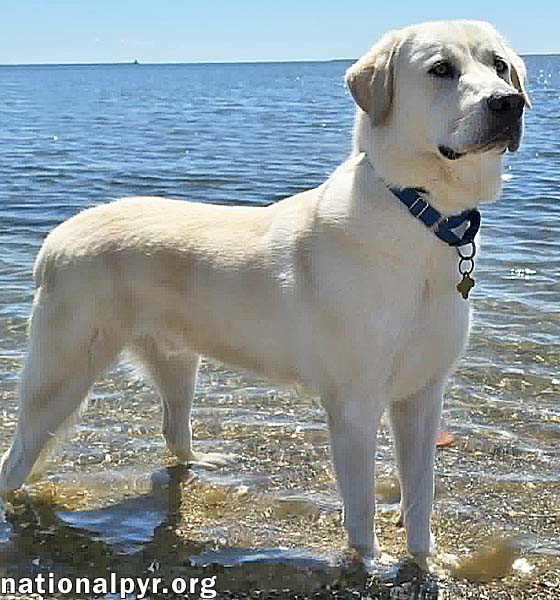 Zeus in CT - Excellent Walking On Leash!