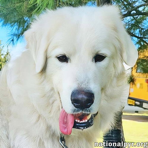 picture of the dog needing adoption