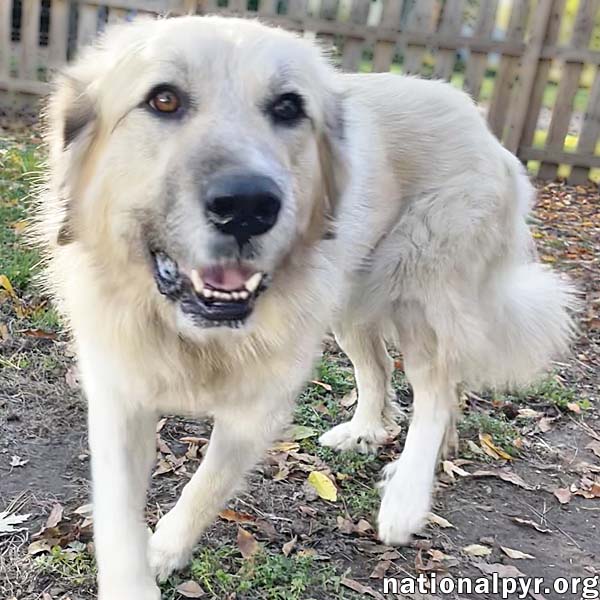 Alaska in MI - Always Happy & Very Affectionate!