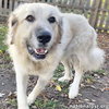 Alaska in MI - Always Happy & Very Affectionate! - Photo 1
