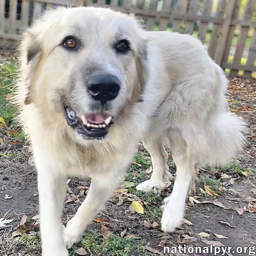 ALASKA IN MI - ALWAYS HAPPY & VERY AFFECTIONATE! - Great Pyrenees available for adoption