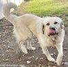 Alaska in MI - Always Happy & Very Affectionate! - Photo 2