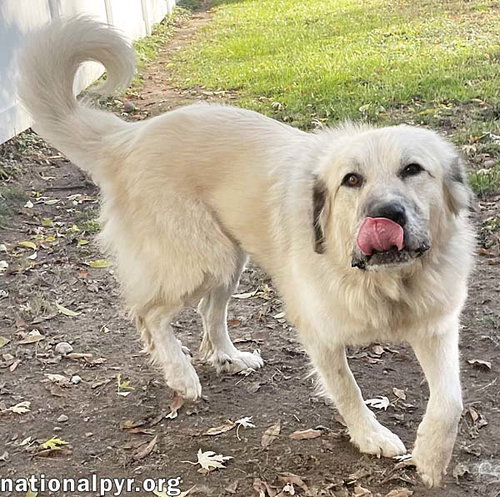 ALASKA IN MI - ALWAYS HAPPY & VERY AFFECTIONATE! - Great Pyrenees available for adoption