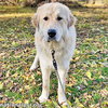 Dakota in NY - Incredibly Sweet & Affectionate! - Photo 1