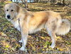 Dakota in NY - Incredibly Sweet & Affectionate! - Photo 2