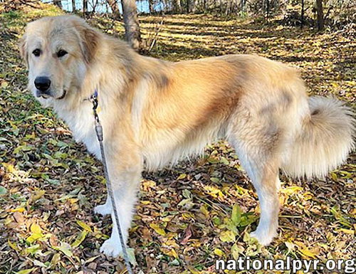 DAKOTA IN NY - INCREDIBLY SWEET & AFFECTIONATE! - Great Pyrenees available for adoption