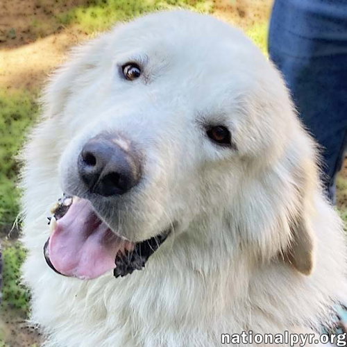 picture of the dog needing adoption
