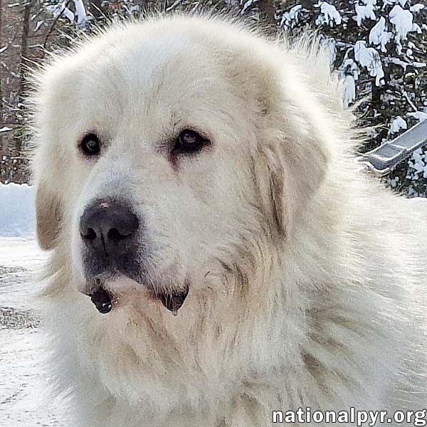 Max in CT - Eager-To-Please Cuddle Bug!