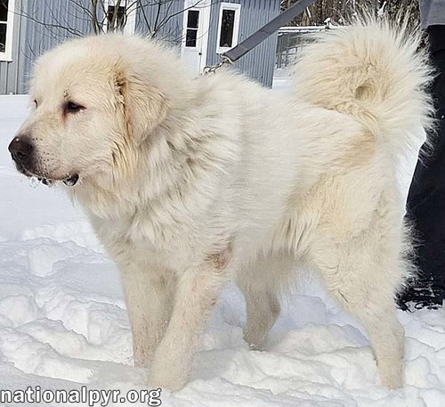 Max in CT - Eager-To-Please Cuddle Bug! — thumbnail 6