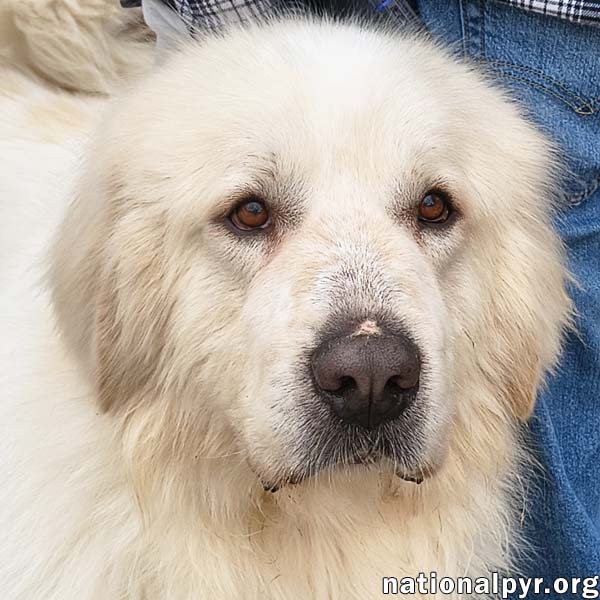 Max in CT - Eager-To-Please Cuddle Bug!