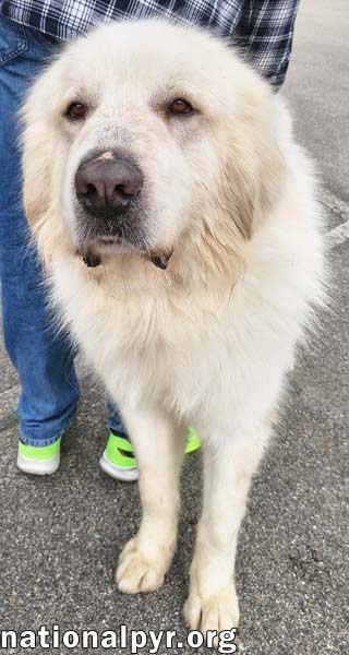 Max in CT - Eager-To-Please Cuddle Bug!