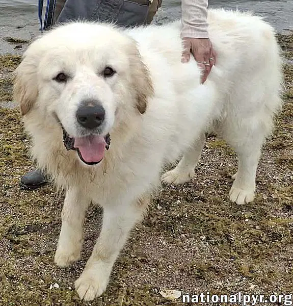 Max In Ct - Eager-To-Please Cuddle Bug image 2