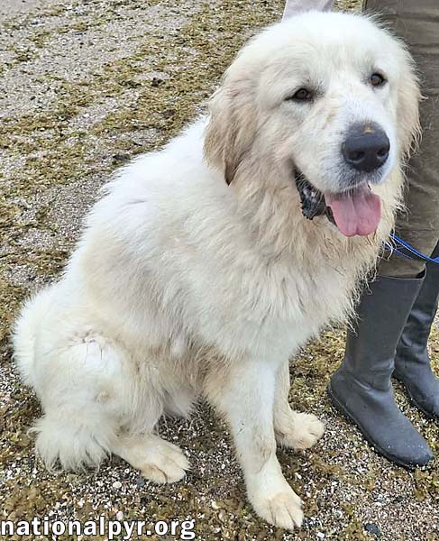 Max in CT - Eager-To-Please Cuddle Bug!