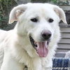 Noble in CT - Super Playful With Everyone! - Photo 1