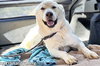 Noble in CT - Super Playful With Everyone! - Photo 2