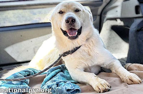 NOBLE IN CT - SUPER PLAYFUL WITH EVERYONE! - Great Pyrenees / Labrador Retriever available for adoption
