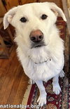 Noble in CT - Super Playful With Everyone! - Photo 3