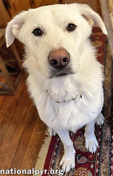 Noble in CT - Super Playful With Everyone!