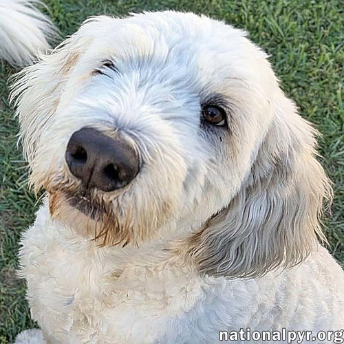 picture of the dog needing adoption